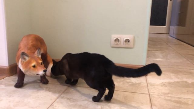 Купила лису на дачу, кот мой заинтересовался смотреть онлайн