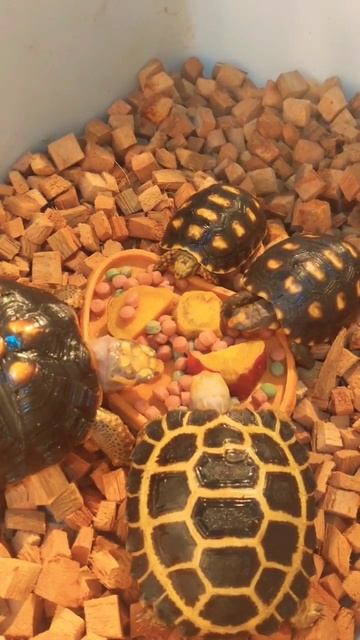 Tortoise Kurakura Mukbang #4 #shorts смотреть онлайн