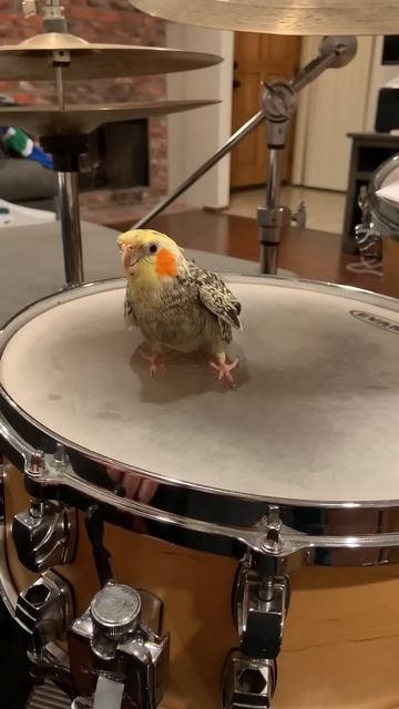 My Cockatiel’s First Drum Lesson смотреть онлайн