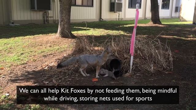 Public Service Announcement: San Joaquin Kit Fox - Saving Species Together смотреть онлайн