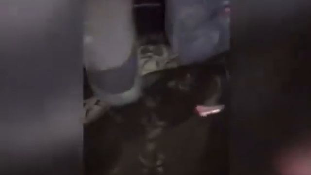 Анаконда из ферганского канала смотреть онлайн