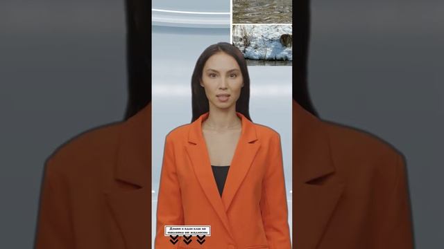 Кемеровские собаки не напугали обосновавшегося в городе бобра #shorts смотреть онлайн