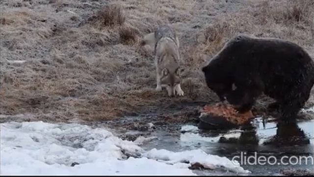Hungry wolf gently asks grizzly bear for some food. смотреть онлайн