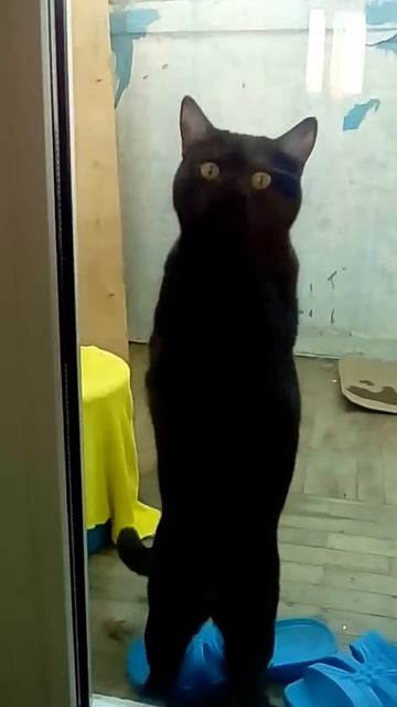 Хозяин пусти я больше не буду гадить дома ну пусти а смотреть онлайн