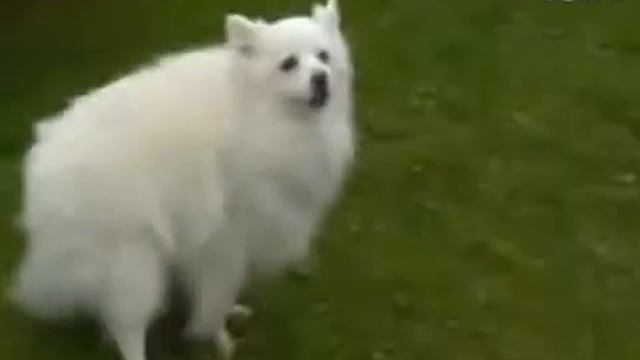 2213funny dog constipation treated смотреть онлайн