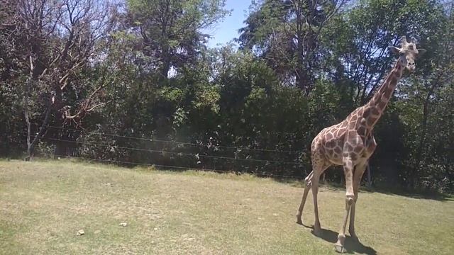 Hermosa jirafa caminando de una forma increíble| Africam Safari смотреть онлайн