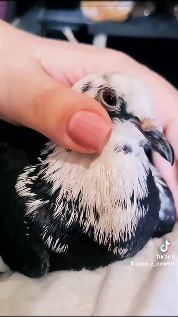 Спасенный от вороны голубь❤Альбион🕊 смотреть онлайн