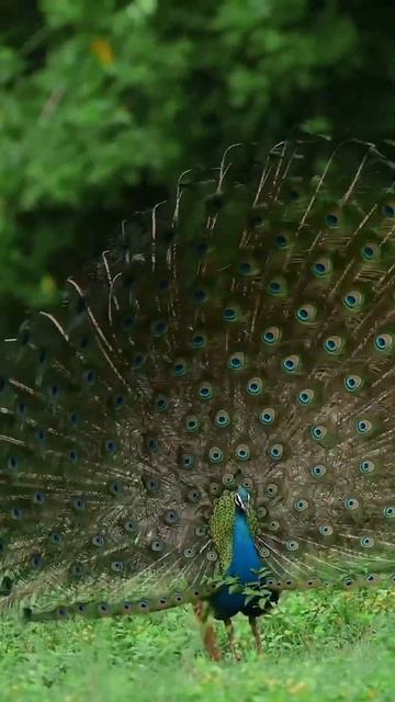 #tranding #delhi #nature #photography #youtubeshorts #love #song # смотреть онлайн