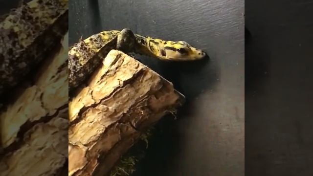 Varanus cumingi slowmotion смотреть онлайн