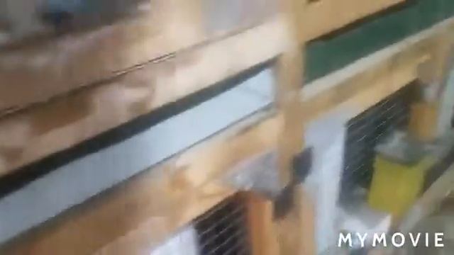 Калифорнийский кролик окрас смотреть онлайн