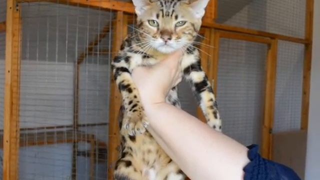 DSC 0059 смотреть онлайн