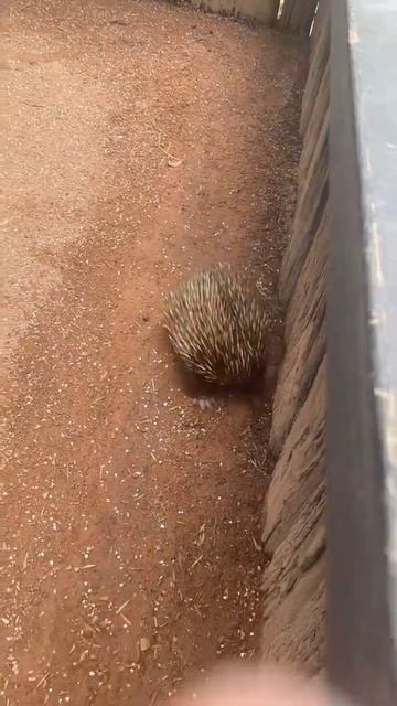 echidna смотреть онлайн