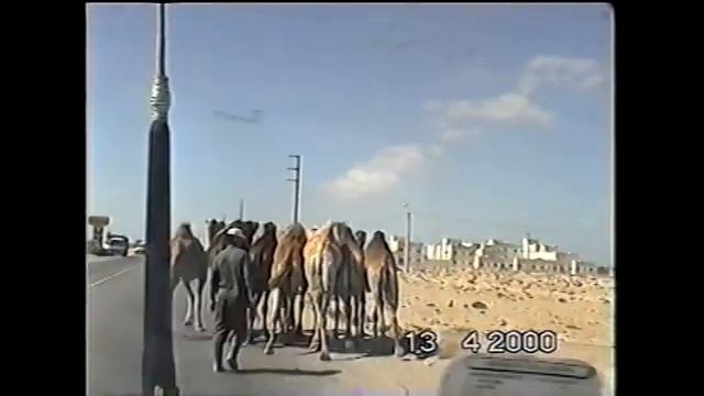 Camels from Sahara смотреть онлайн