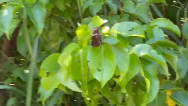 リュウキュウムラサキ　#Hypolimnas bolina #鱗翅目　#沖縄 смотреть онлайн