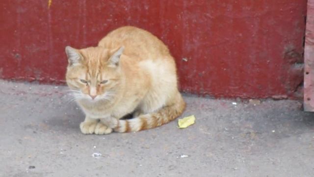 Кошка смотреть онлайн
