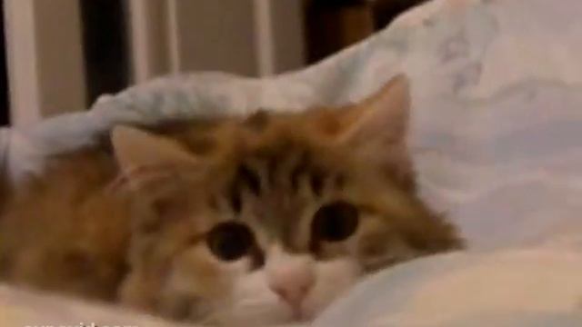 gymnastics ears (Тренируем Уши) смотреть онлайн