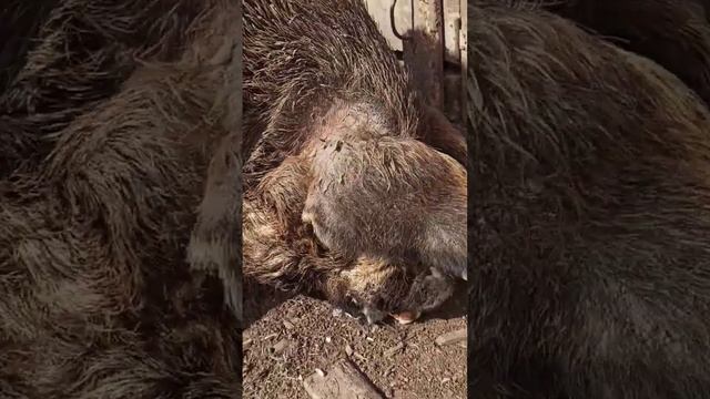 как всегда с проверкой #содержаниесвиней смотреть онлайн