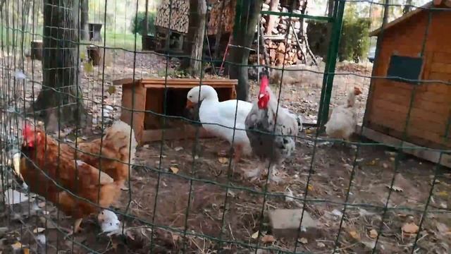 Живой уголок смотреть онлайн