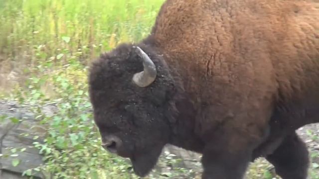 A group of bison buffaloes having a good time !!!!!!!! #funny animals videos смотреть онлайн