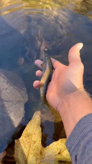 A little creek fishing. смотреть онлайн