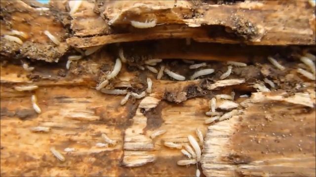 Le termite de Saintonge (Reticulitermes santonensis), par André Lequet (www.insectes-net.fr) смотреть онлайн