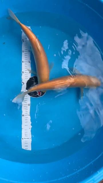 Золотой амур 40+см в наличии смотреть онлайн