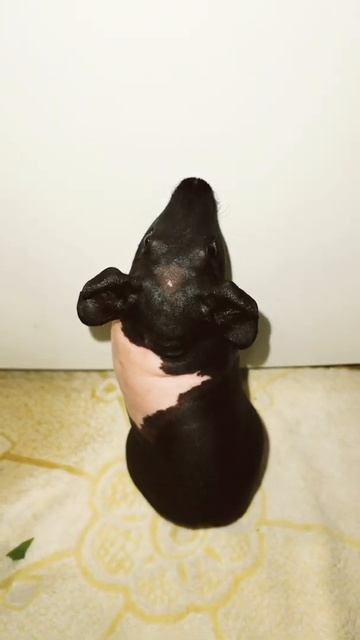 Guinea pig стоит в углу смотреть онлайн