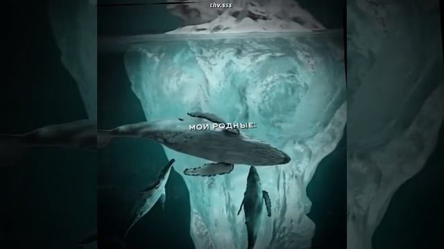 эти звуки такие прекрасные// смотреть онлайн