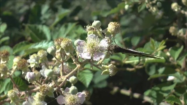 Great Banded Grayling Butterfly Kinetisa circe feeding on Bramble Rubus fruticosus blossom смотреть онлайн