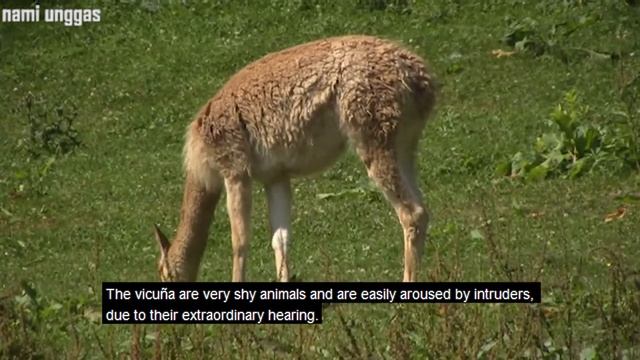 llama, guanaco, vicuna, alpaca, смотреть онлайн
