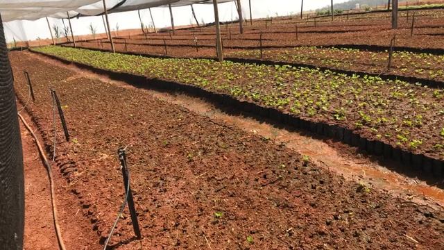 Viveiro Café do Cerrado смотреть онлайн