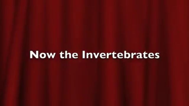 Vertebrates and Invertebrates смотреть онлайн