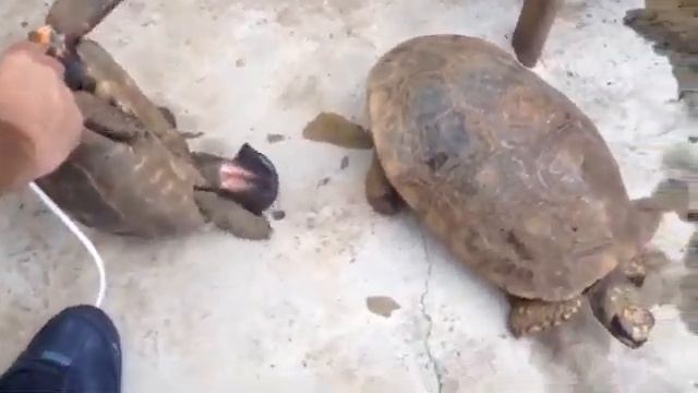La tortugas xxx смотреть онлайн