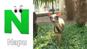 Animals ABC Song | Animals Alphabet Song | Alphabet Letters | Phonics for Kids | Baby