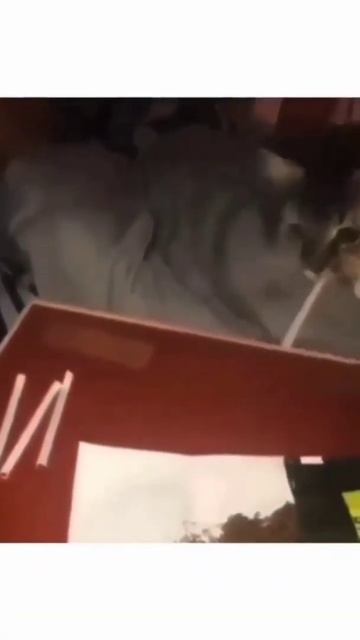 O FAMOSO GATO MARACAJÁ... смотреть онлайн