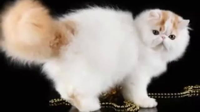 My kitten Maus смотреть онлайн
