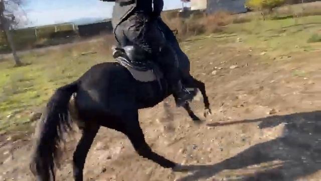 Кабардинская порода лошадей смотреть онлайн