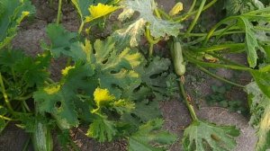 Кабачки цукини сорта «НЕФРИТ» и «КУАНД»