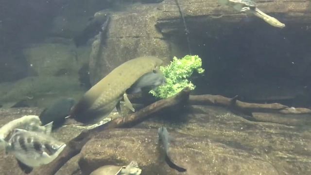 Australian Lungfish - set to music смотреть онлайн