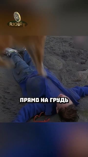 Эта умная собака может оживить мальчика!!😳🤯 #фильм #сериал смотреть онлайн