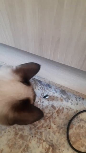 кошка съела бабочку смотреть онлайн