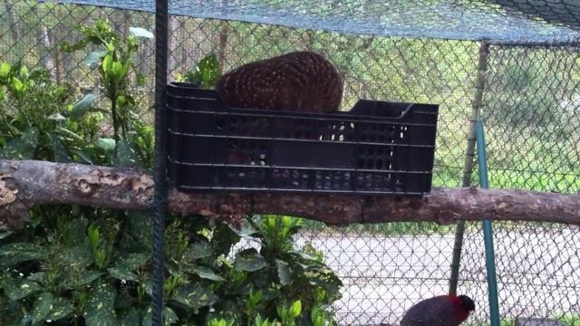 Puesta de Satyr смотреть онлайн