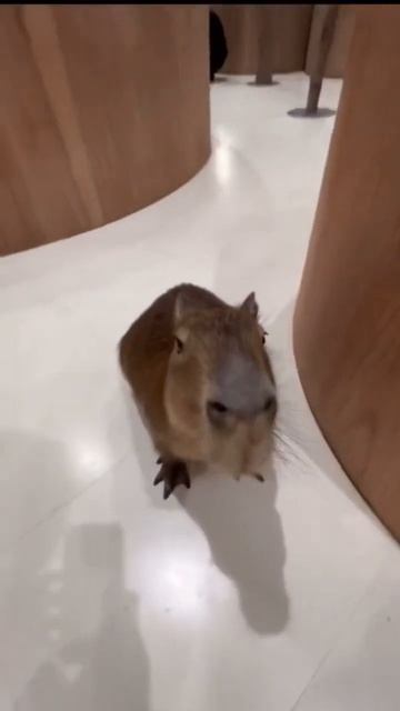 Капибара эдит #капибара #capybara #edit смотреть онлайн