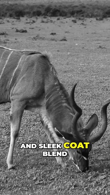 A Glimpse of the Greater Kudu African Antelope in the Wild #facts #wildlife смотреть онлайн