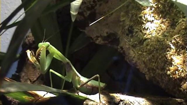 rhombodera basalis frisst Teil2 смотреть онлайн