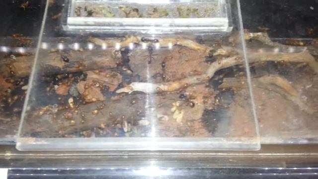 Camponotus maculatus смотреть онлайн