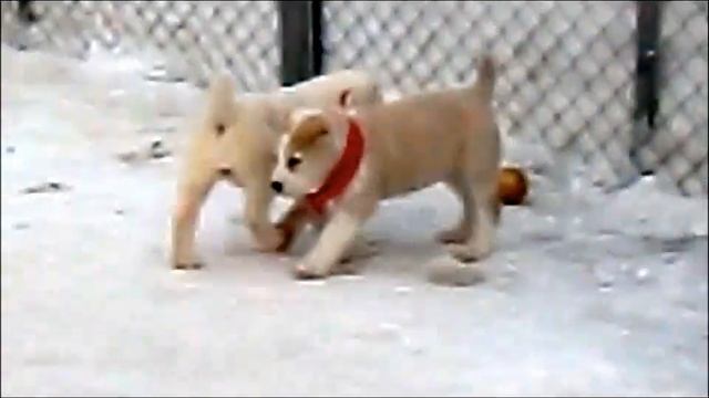 Вазира Меле Гуш & Виват Россия смотреть онлайн