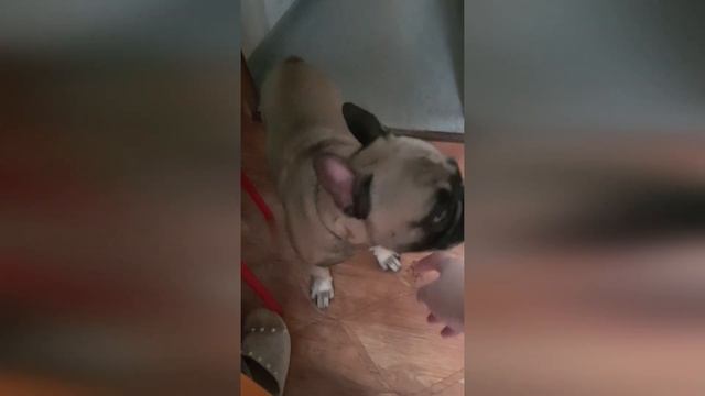 ТЕЛЯЧЬИ НЕЖНОСТИ/МАСЯ/ФРАНЦУЗСКИЙ БУЛЬДОГ смотреть онлайн