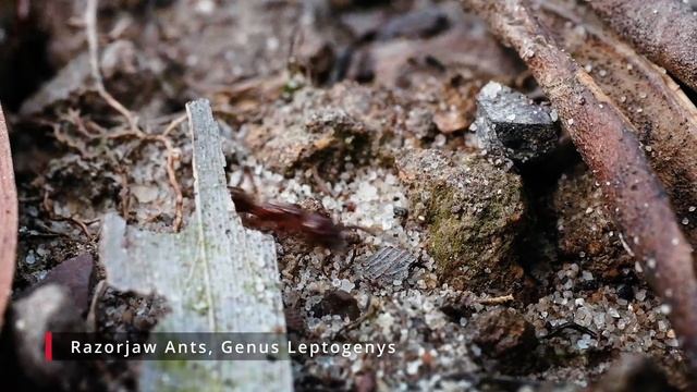 Razorjaw Ants Genus Leptogenys смотреть онлайн