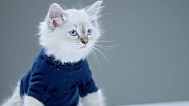 Котята против головорезов смотреть онлайн